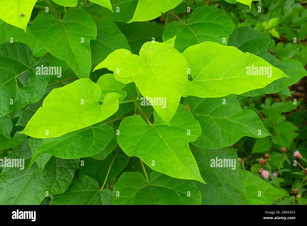 Basswood leaves, AW Stanley Park, New Britain,  Connecticut Stock Photo