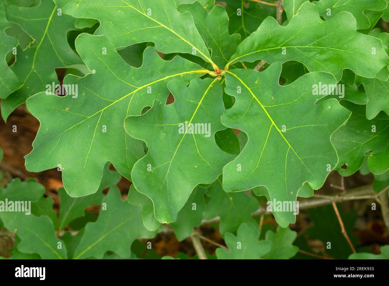 Oak leaves, AW Stanley Park, New Britain,  Connecticut Stock Photo