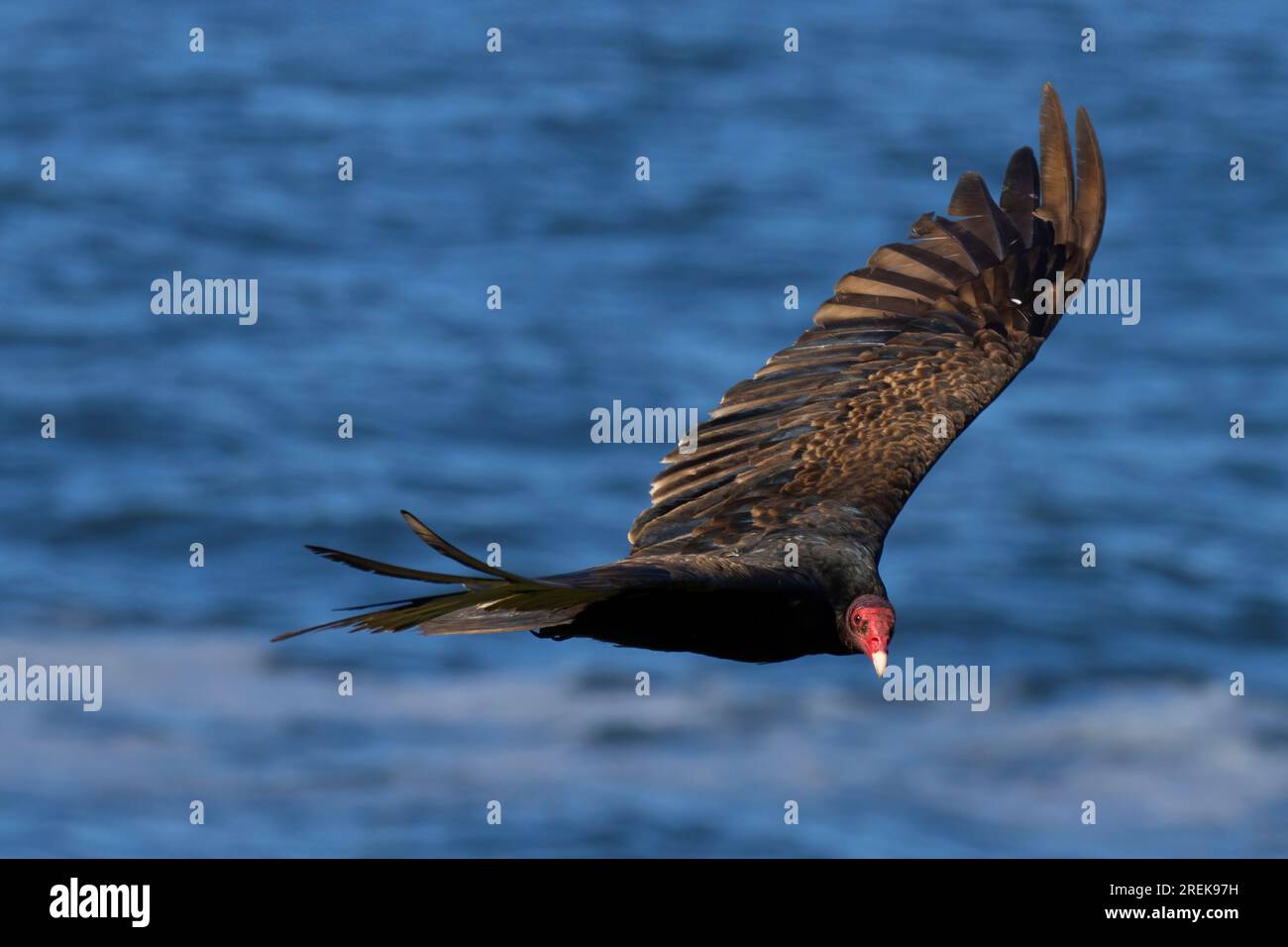 Turkey vulture (Cathartes aura), Yaquina Head Outstanding Natural Area