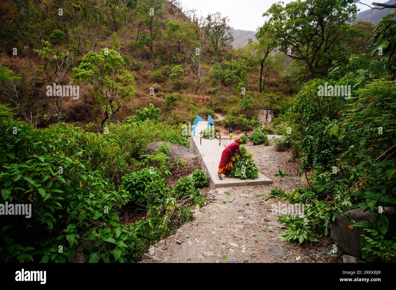 Indian woman collecting fodder for the cattle on the dense forest at