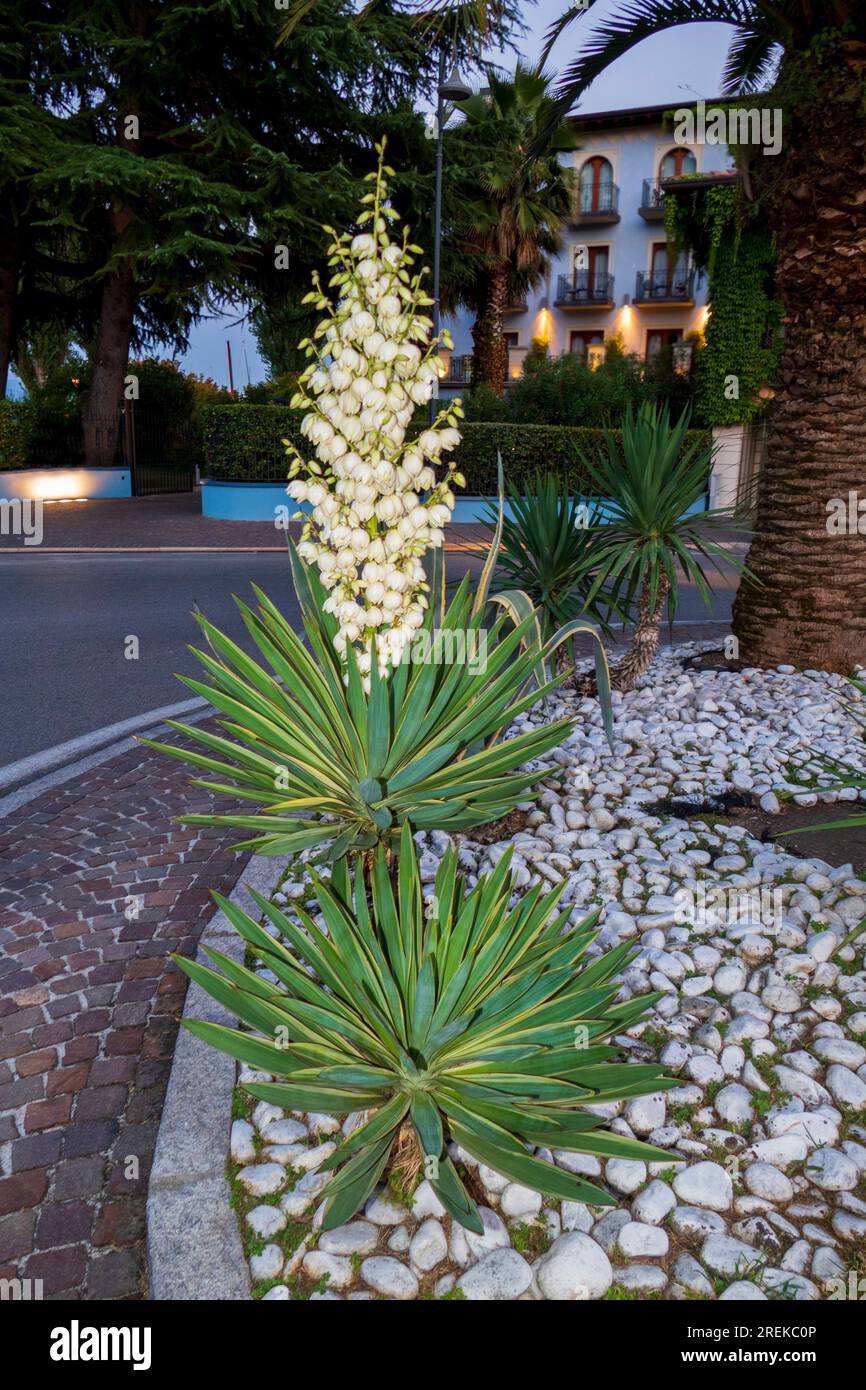 Palmlilie Yucca Blüte in der Abenddämmerung Stock Photo