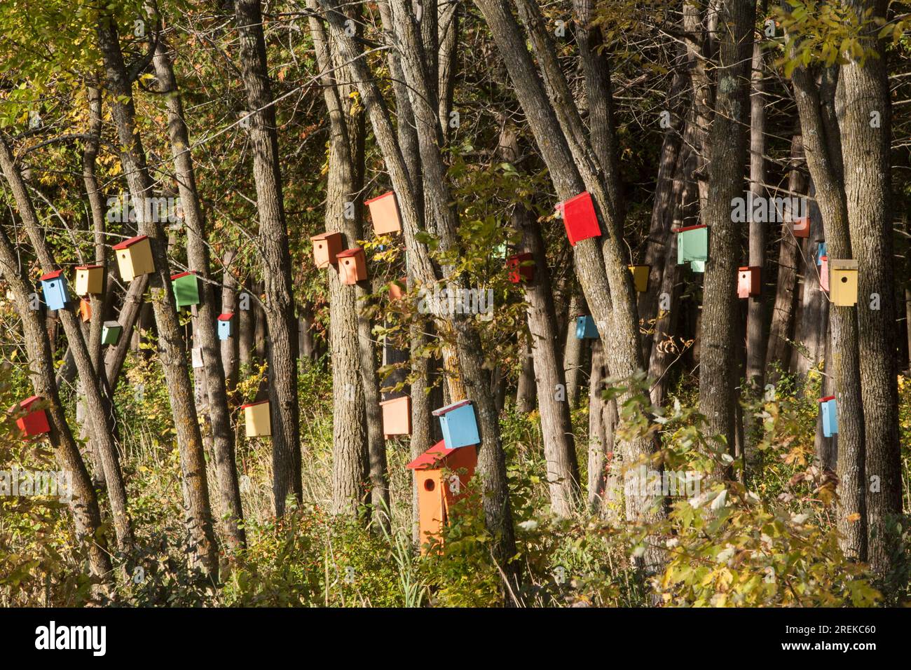Bird houses to attract birds to eat insects Stock Photo - Alamy