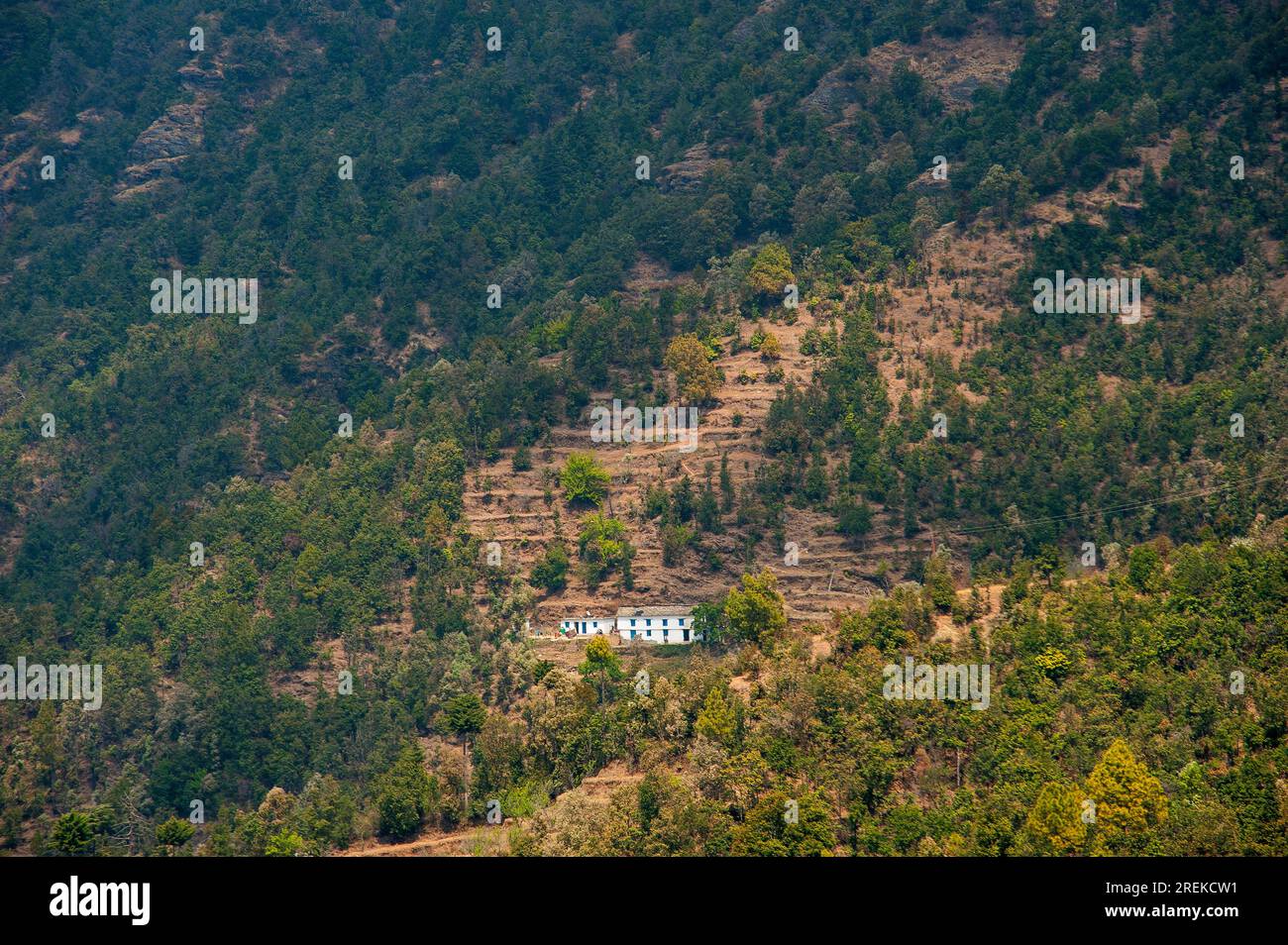House built on the Kumaon Hills, terraced fields can be seen around it, Uttarakhand, India Stock