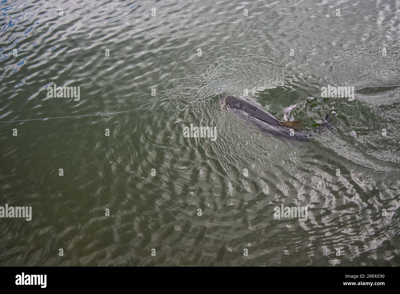 Holding perfect largemouth bass, shore fishing, catching fish Stock