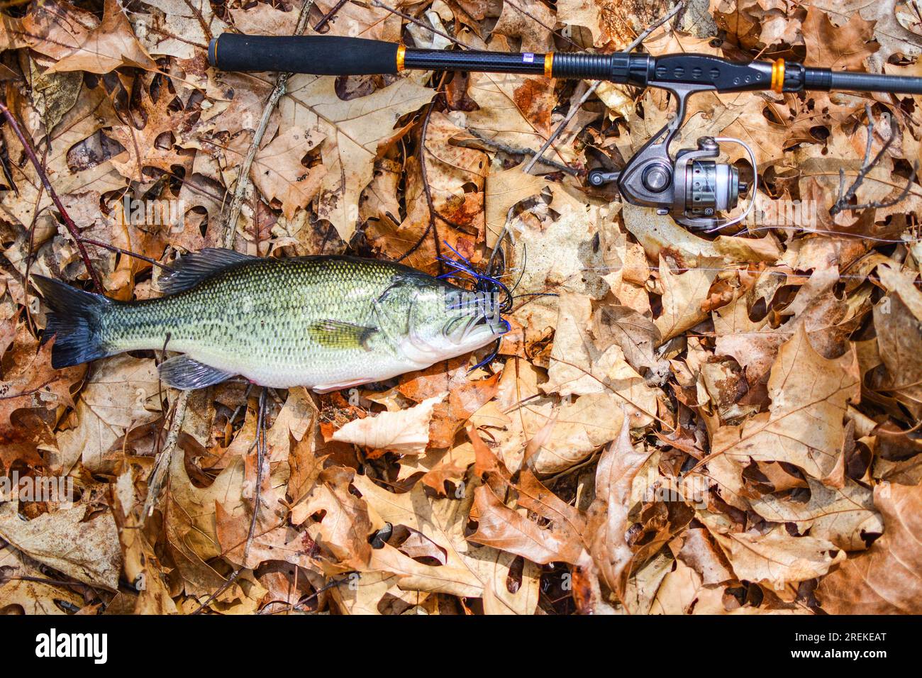 Largemouth bass ice hires stock photography and images Alamy