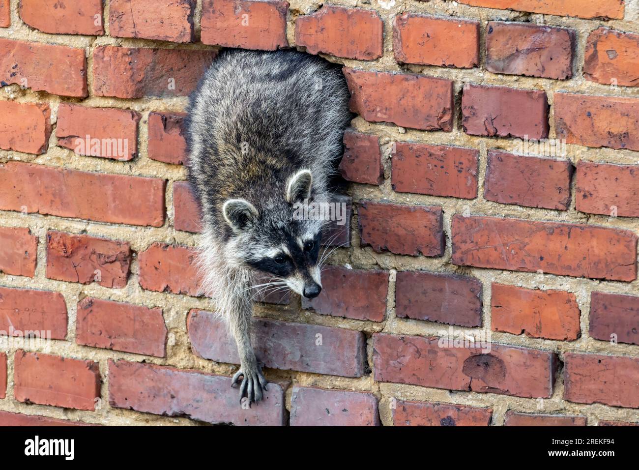 Raccoon (Procyon lotor) climbs out of a hole in a brick house wall in