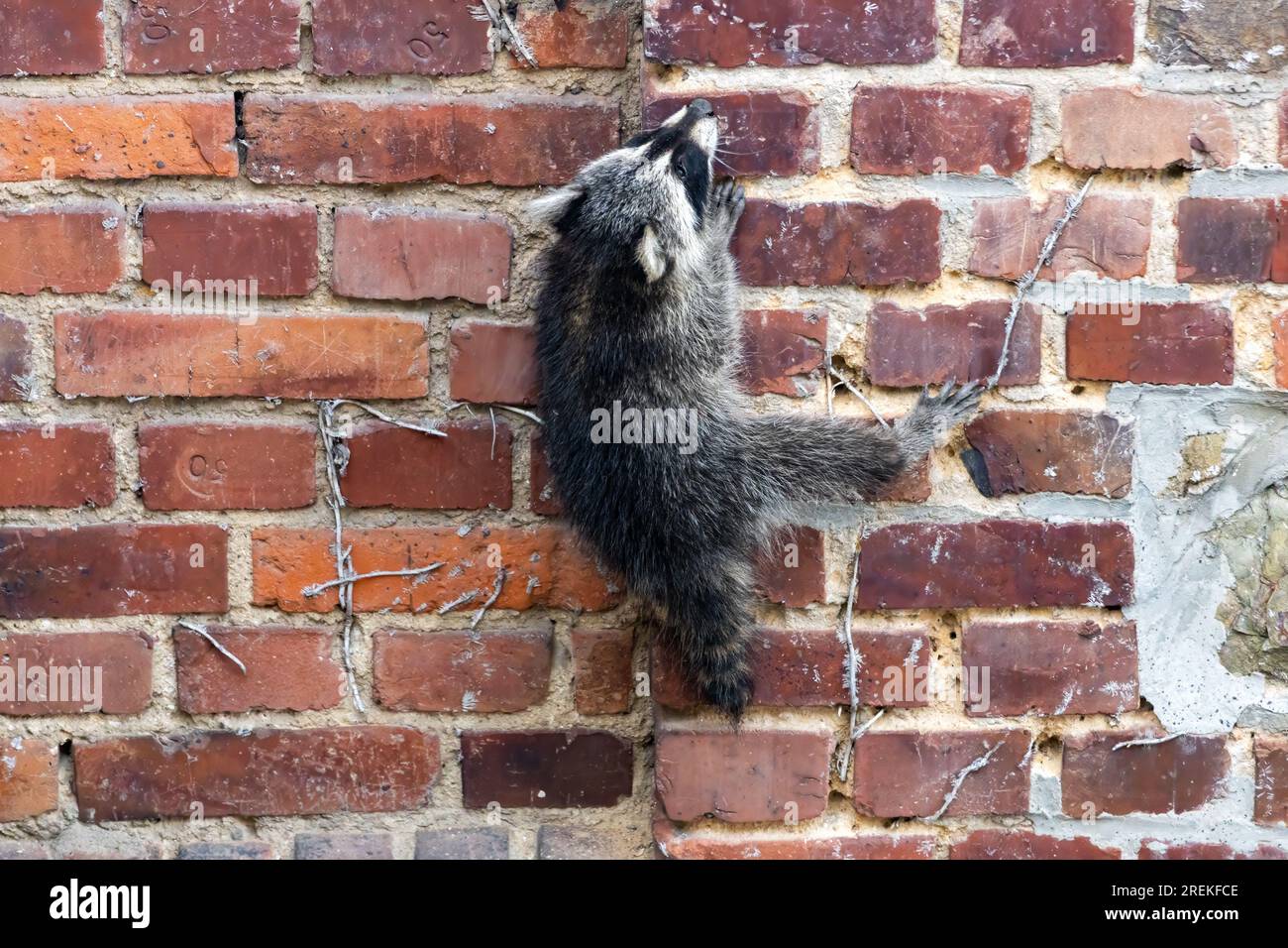 Young raccoon (Procyon lotor) climbs up a brick house wall in Germany