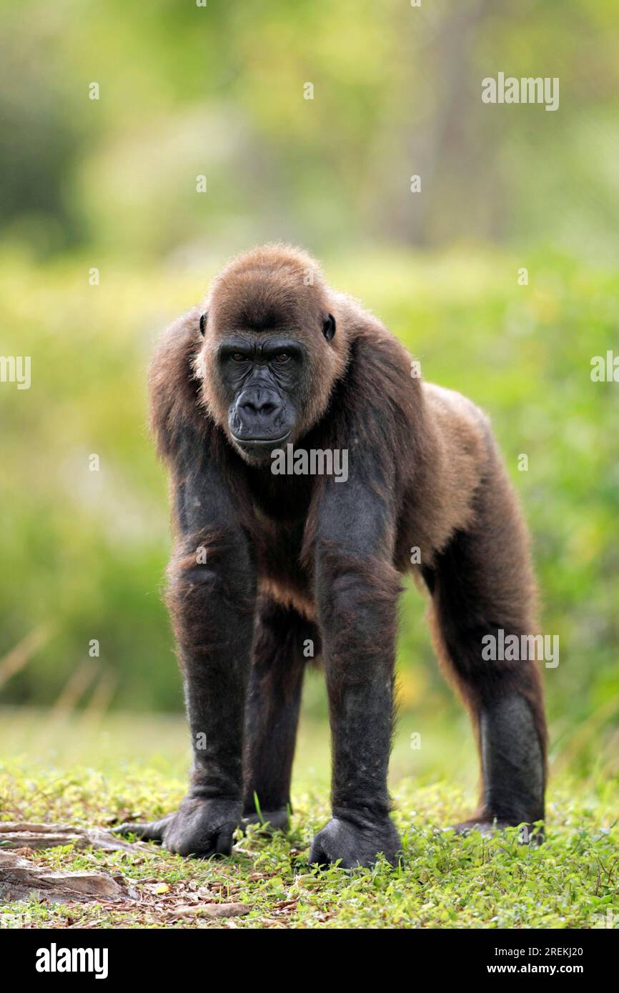 Western lowland western gorilla (Gorilla Gorilla) Lowland g. gorilla Adult female female Occurrence: Africa Africa Stock Photo