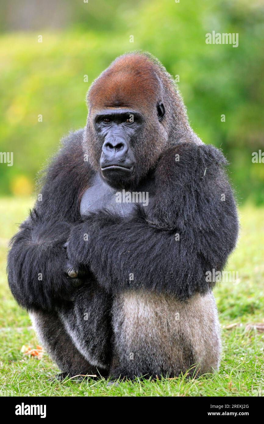 Western lowland western gorilla (Gorilla Gorilla) Lowland g. gorilla Adult male male Occurrence: Africa Africa Stock Photo