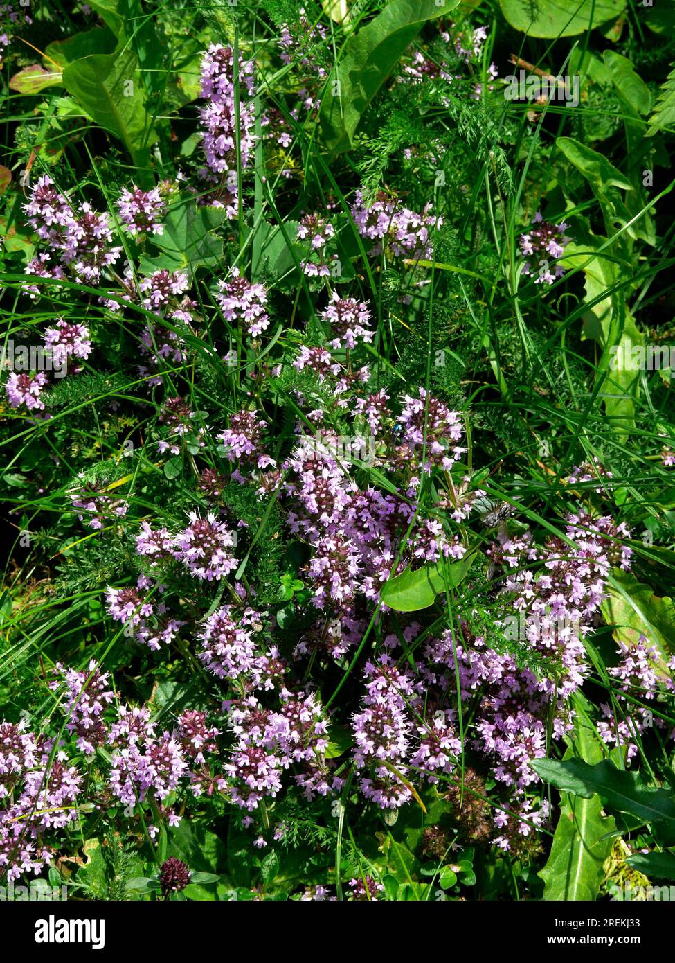 Kitchen herb, Oregano (Origanum vulgare) (Syn. : Origanum creticum Loureiro) (O. normal D. Don) (O. vulgare var. formosanum Hayata), oregano, Common Stock Photo