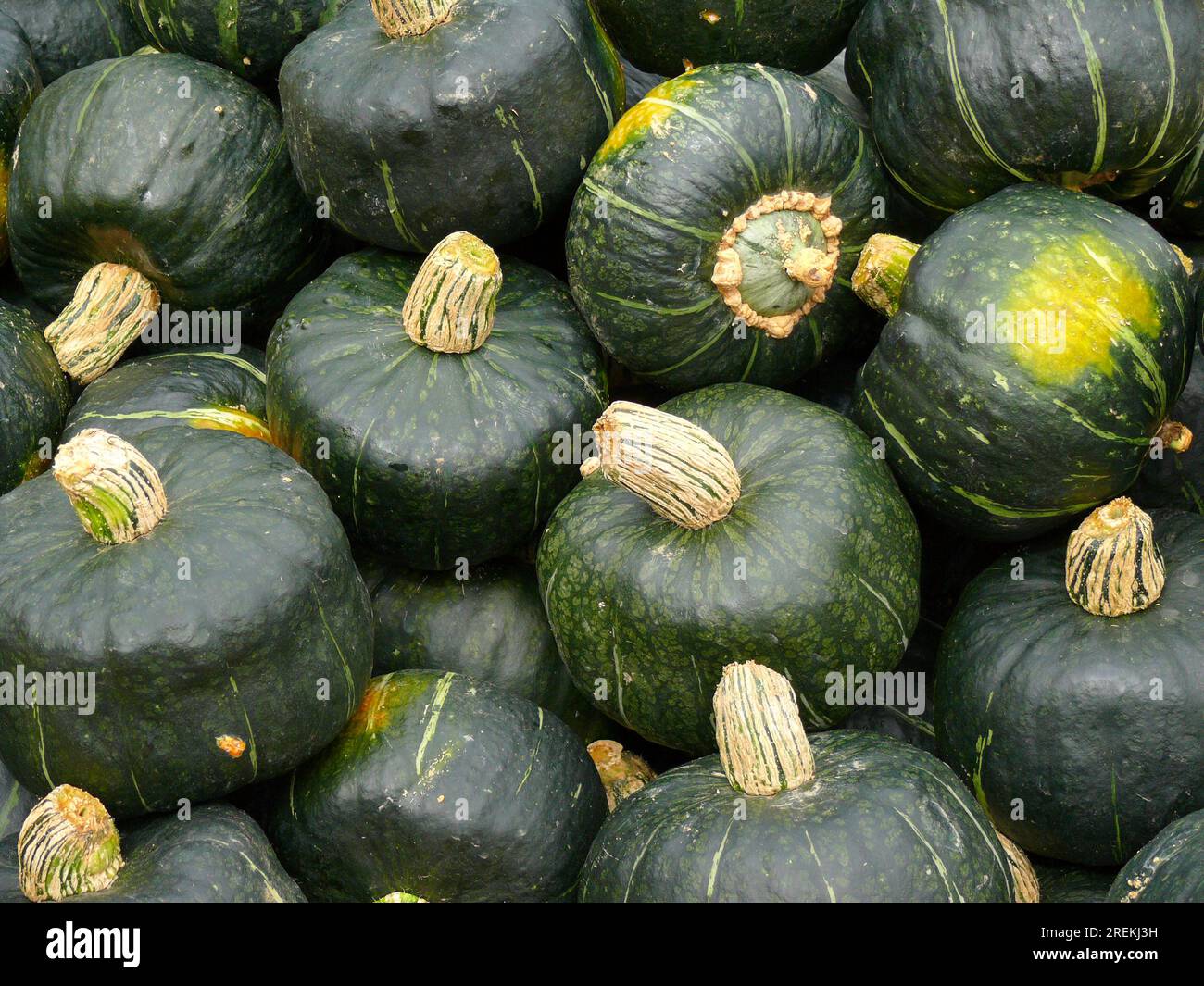 Edible pumpkin, Buttercup Stock Photo Alamy