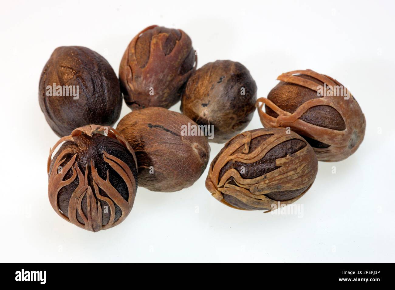 Nutmeg Myristica fragrans Fruit Nutmeg Germany Stock Photo Alamy