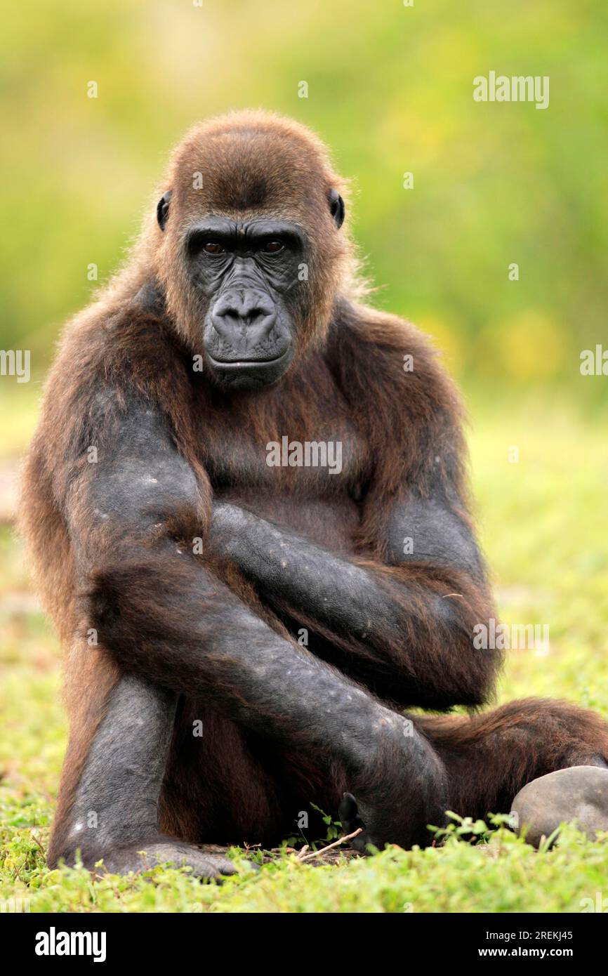 Western lowland western gorilla (Gorilla Gorilla) Lowland g. gorilla Adult female female Occurrence: Africa Africa Stock Photo