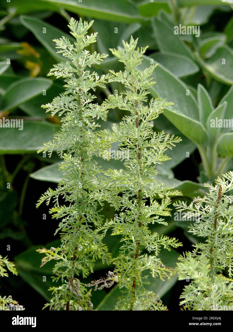 Medicinal plant, kitchen-herb: Boar's rue (Artemisia abrotanum) Coca ...