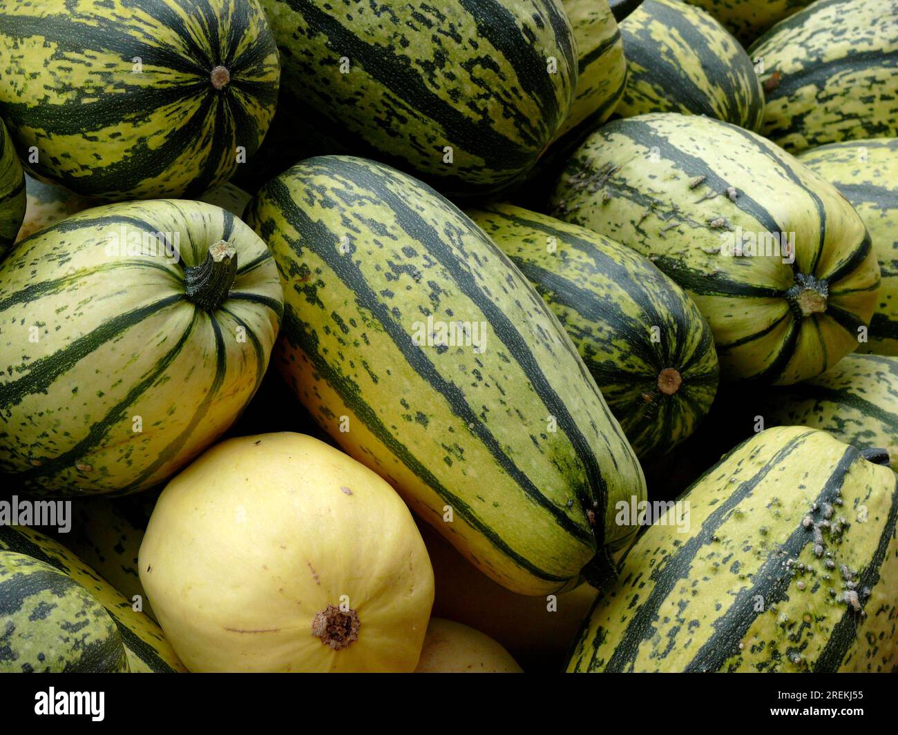 Edible pumpkin, spaghetti squash Stock Photo Alamy