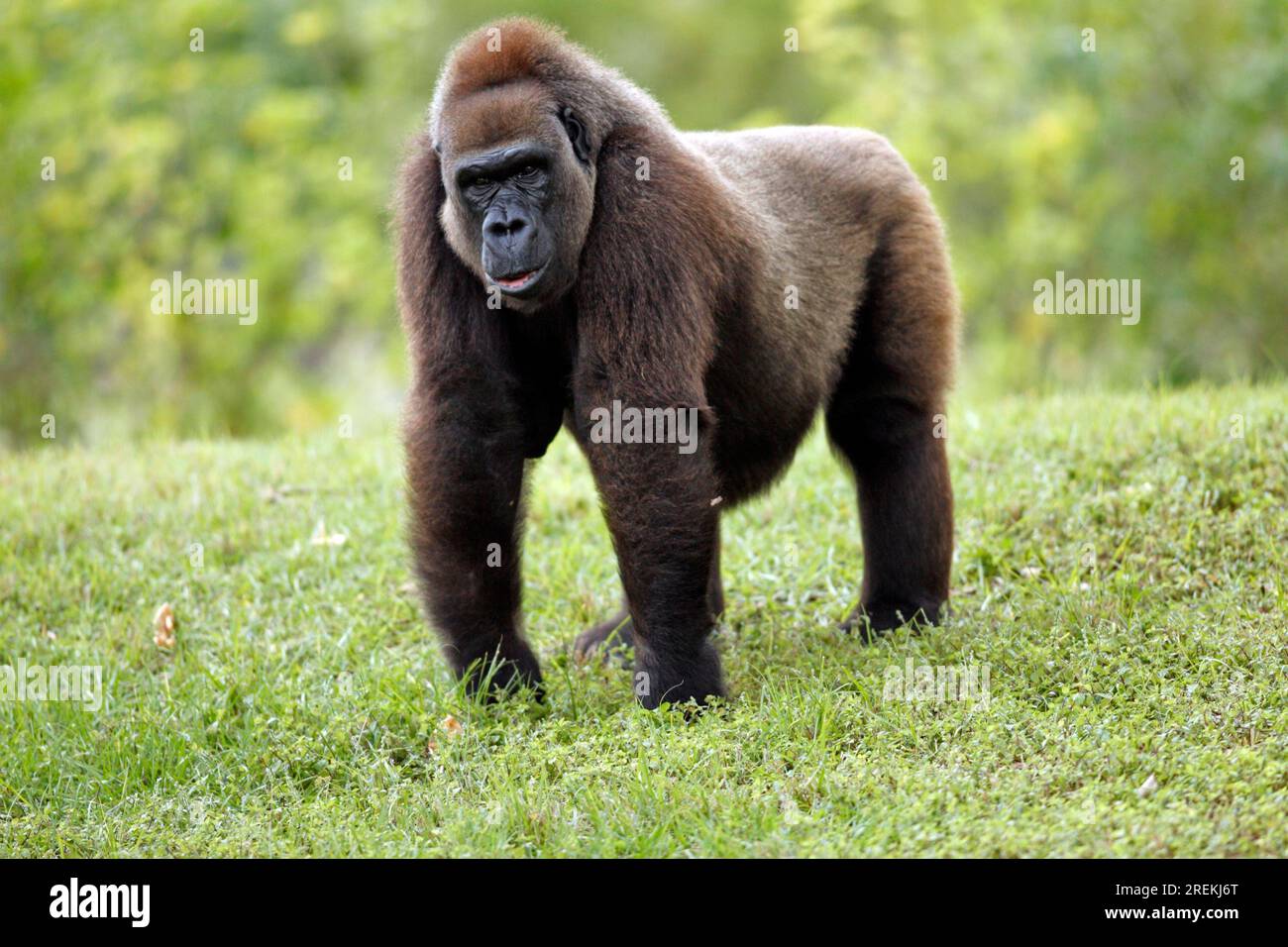 Western lowland western gorilla (Gorilla Gorilla) Lowland g. gorilla Adult female female Occurrence: Africa Africa Stock Photo