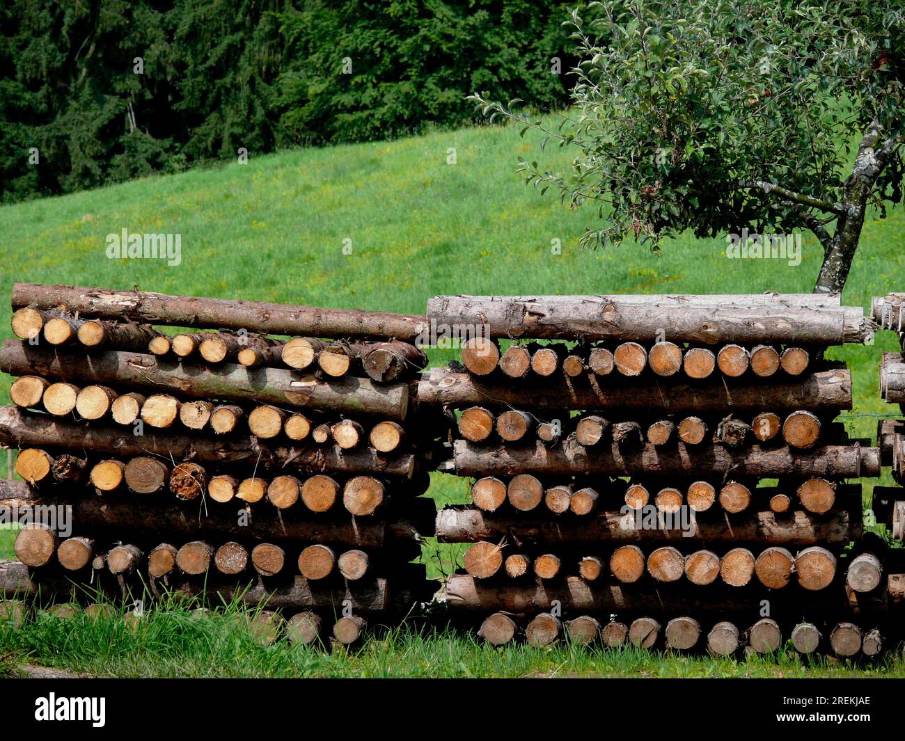 Firewood stacked, wood store Stock Photo Alamy