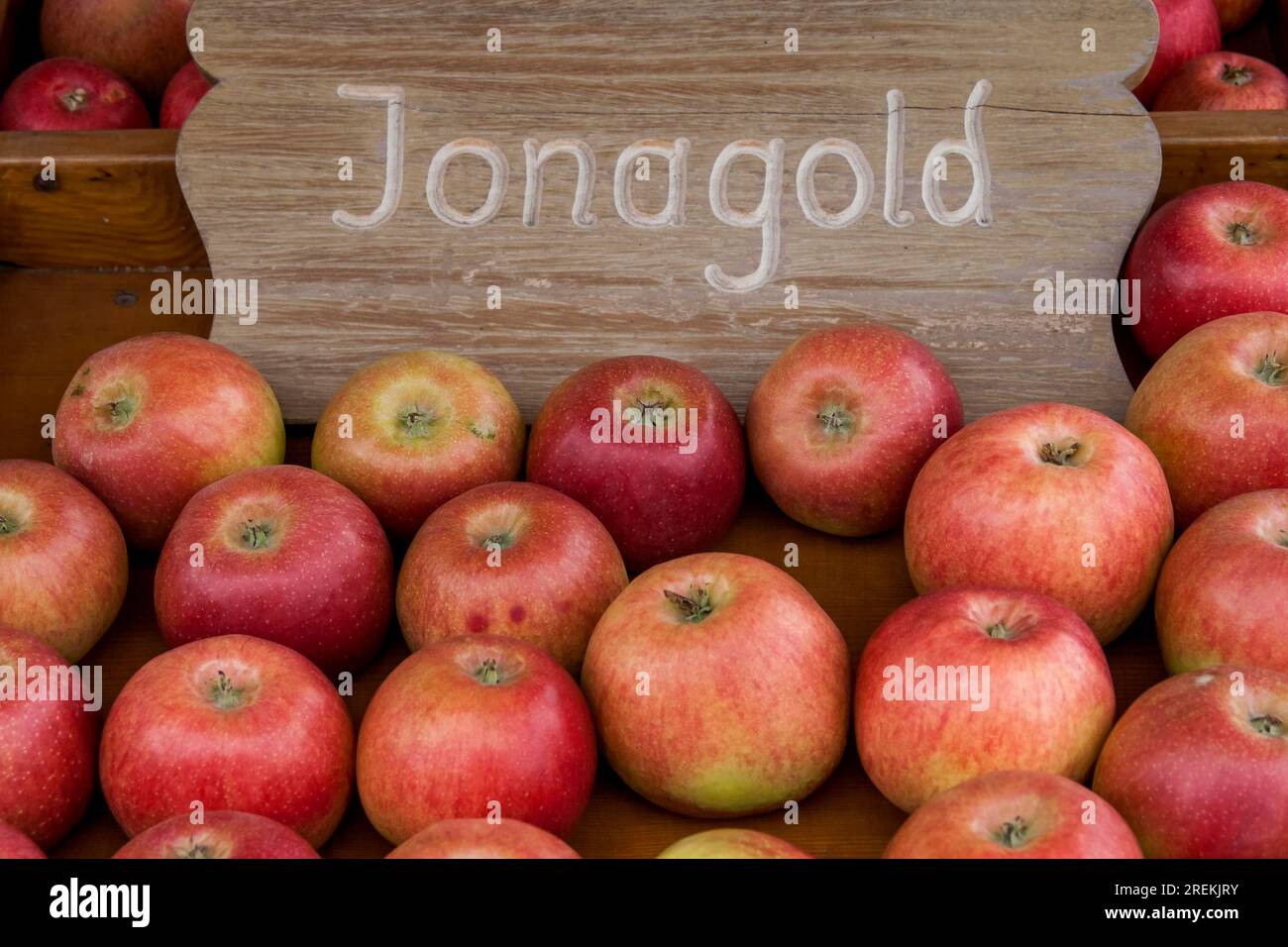 Apple tree (Malus), Jonagold variety Stock Photo Alamy