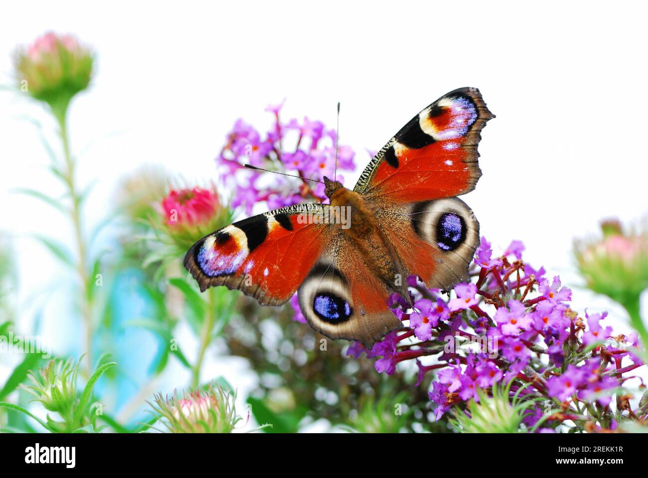 Macro of a peacock butterfly partly isolated Stock Photo - Alamy