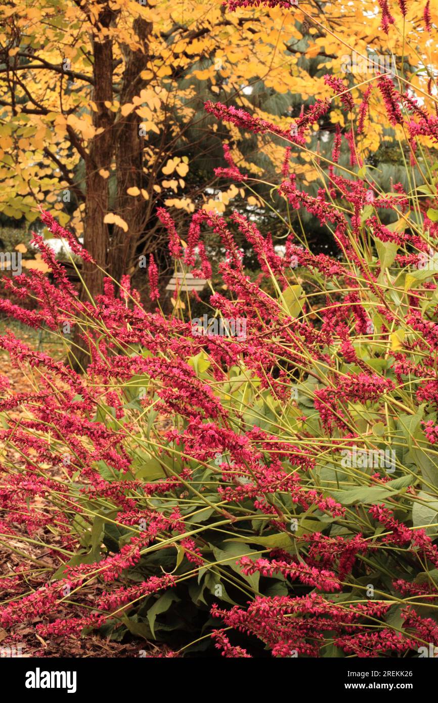 Bistorta amplexicaulis 'Inverleith' (Synonym Persicaria amplexicaulis