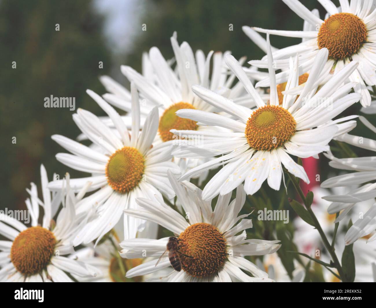 Leucanthemella serotina (synonym Chrysanthemum serotinum) Stock Photo
