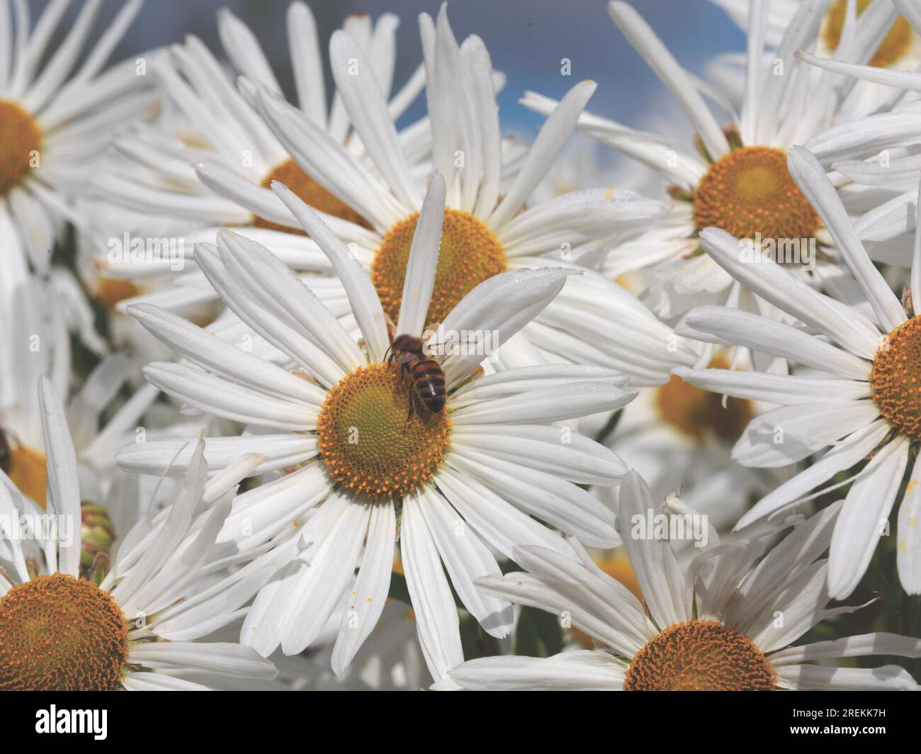 Leucanthemella serotina (synonym Chrysanthemum serotinum) Stock Photo