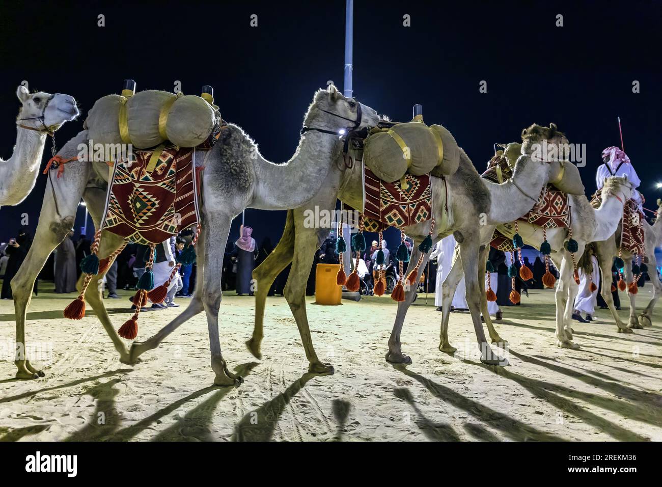 Desert safari camel ride festival in Abqaiq Dammam Saudi Arabia