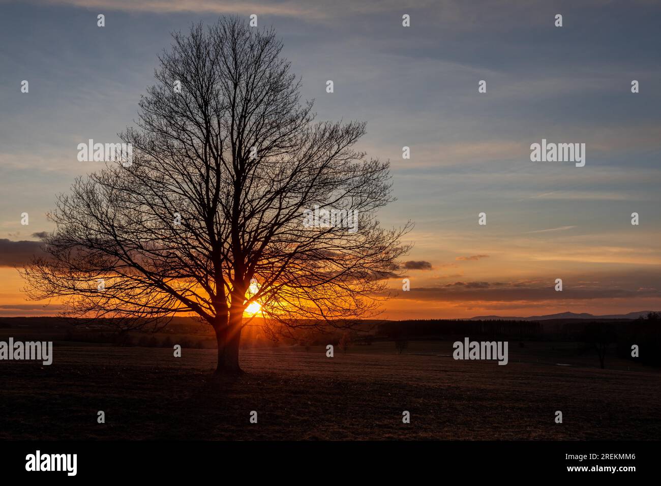 Single standing tree in the sunset Stock Photo - Alamy