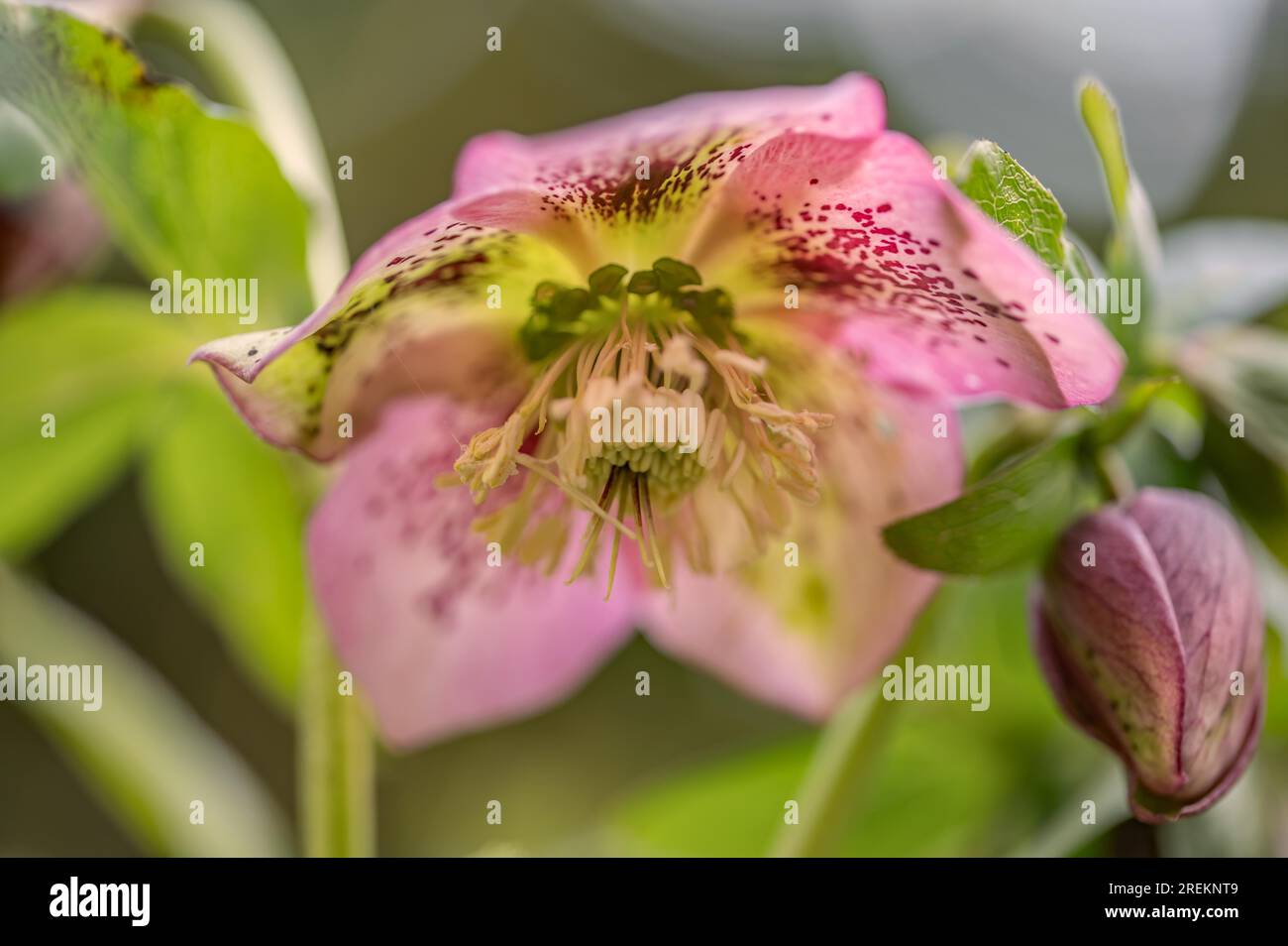 Green hellebore at flowering time Stock Photo
