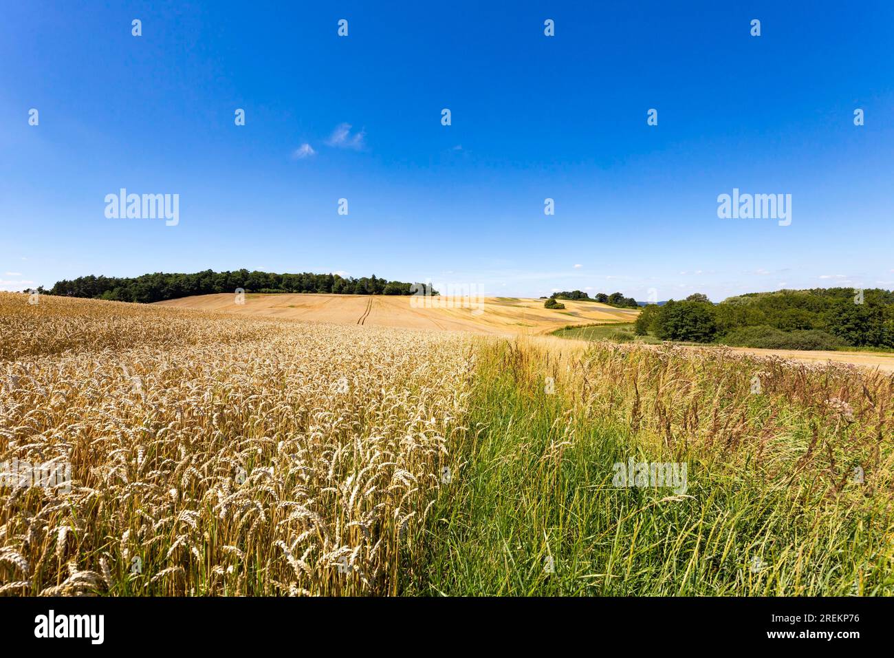 Summer landscape of field and meadows and blue sky Stock Photo - Alamy