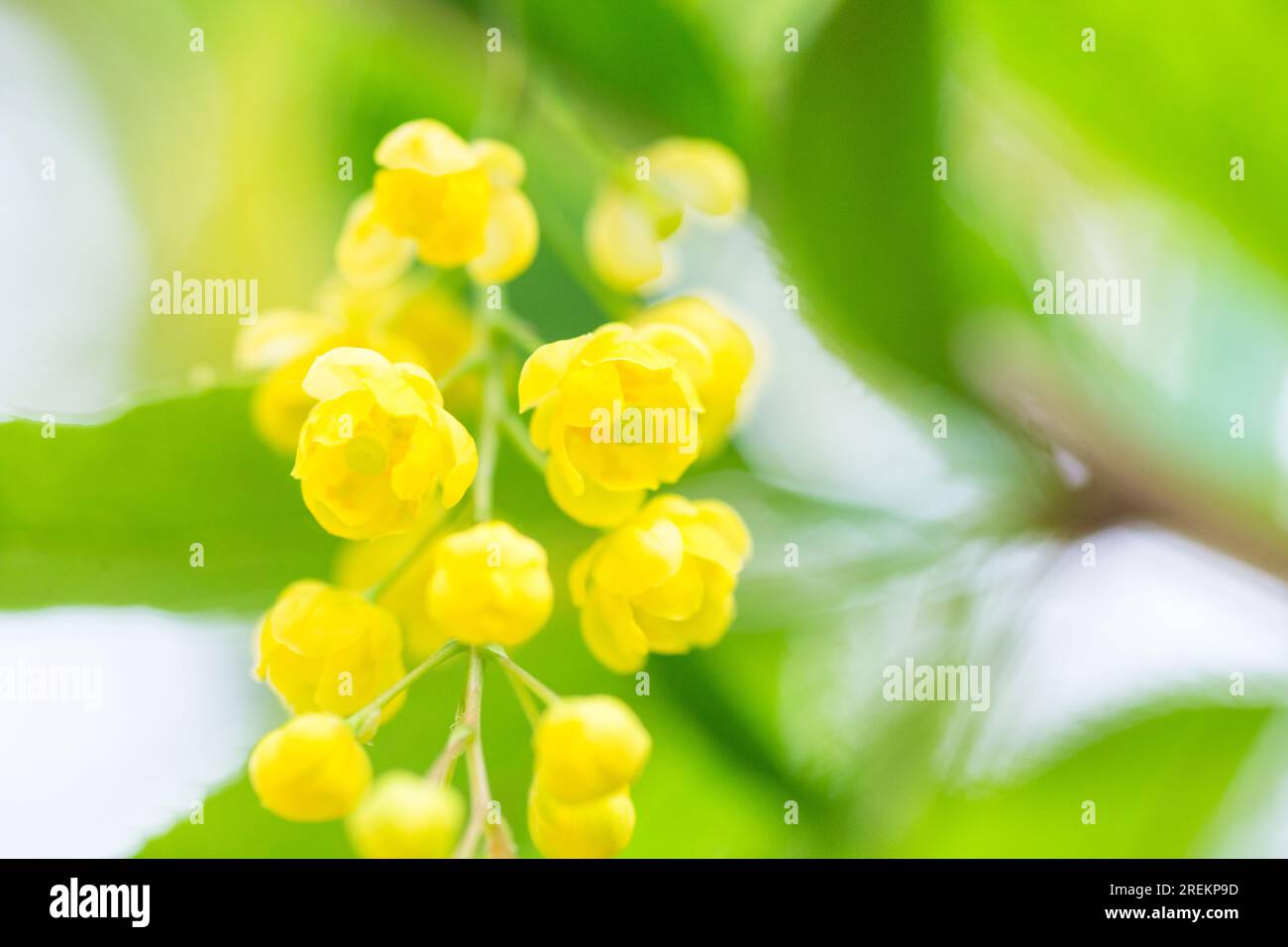 Berberis vulgaris, simply barberry Yellow flowers. Buds cluster on blooming Common or European Barberry in spring Stock Photo
