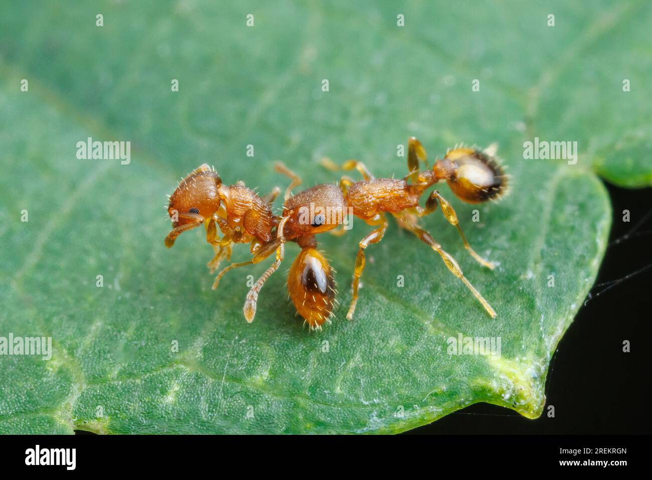 An Acorn Ant (Temnothorax curvispinosus) worker carries another in its mandible. Stock Photo
