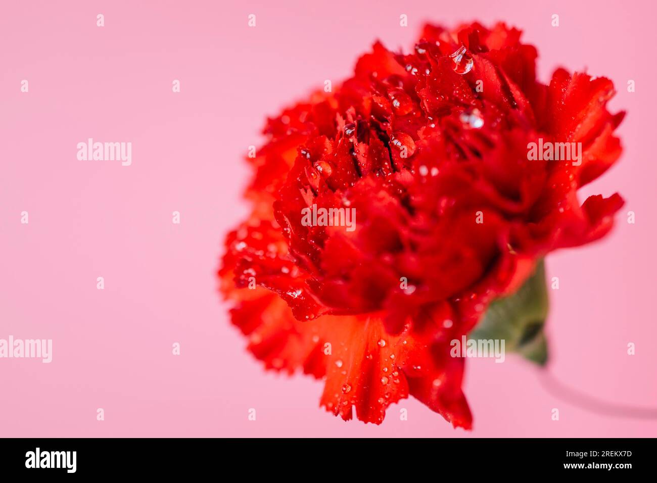 Wet carnation pink. Beautiful photo Stock Photo