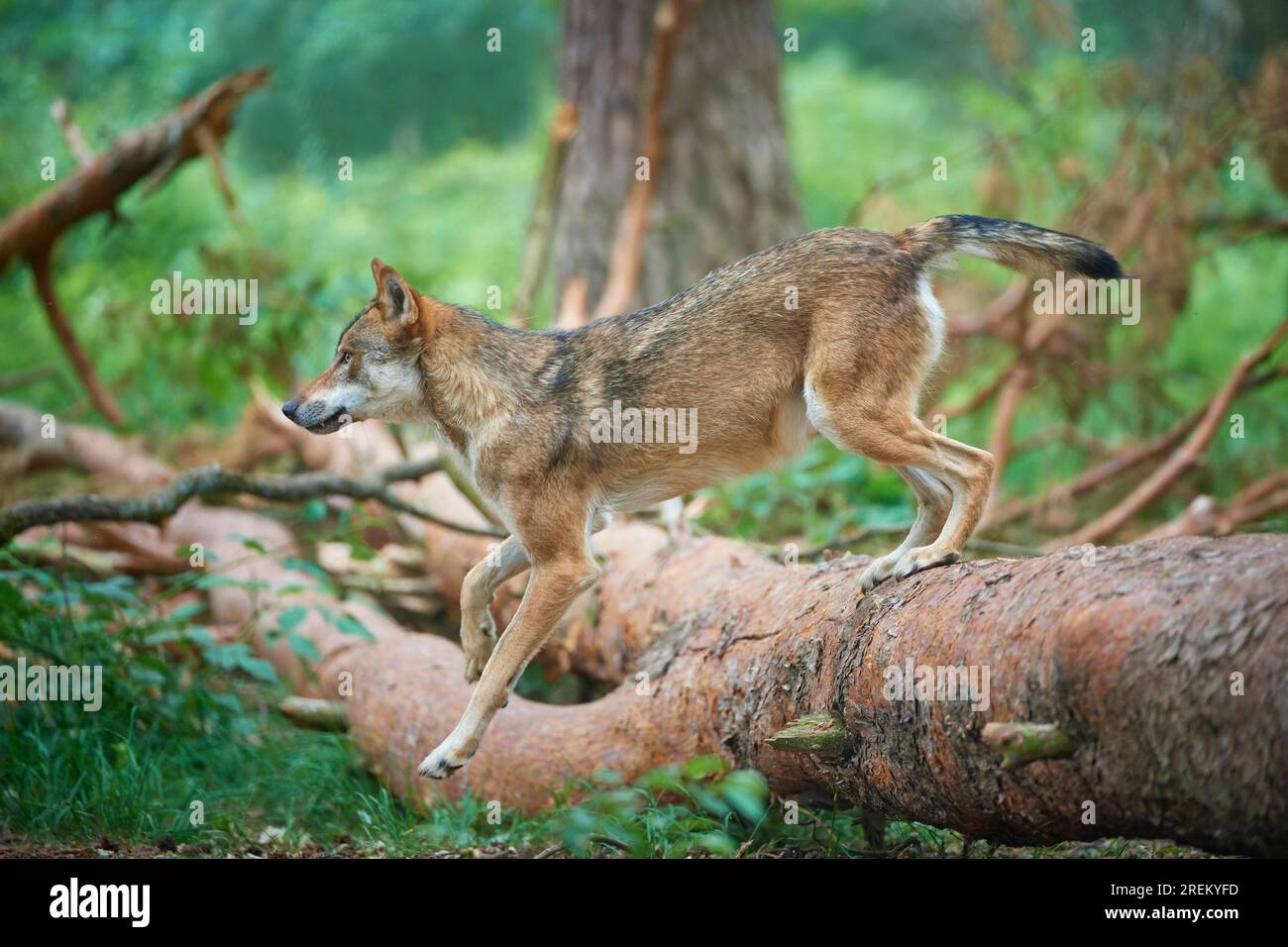European gray wolf (Canis lupus), jumping over tree trunk in forest, summer, Germany Stock Photo