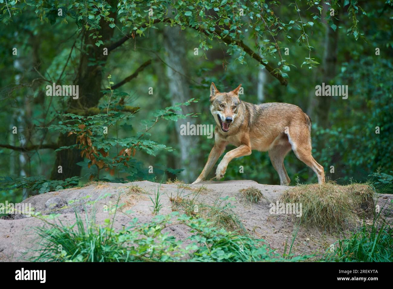 European gray wolf (Canis lupus), jumping in the forest, summer, Germany Stock Photo