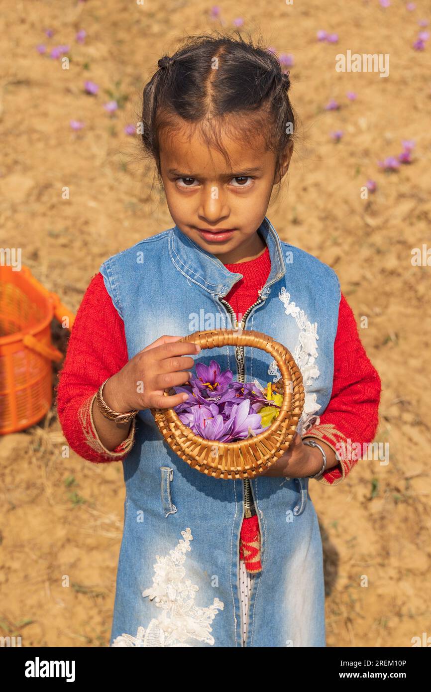 Chanda Haro, Pampore, Jammu and Kashmir, India. October 29, 2022. Harvesting saffron crocus flowers in a field in Jammu and Kashmir. Stock Photo