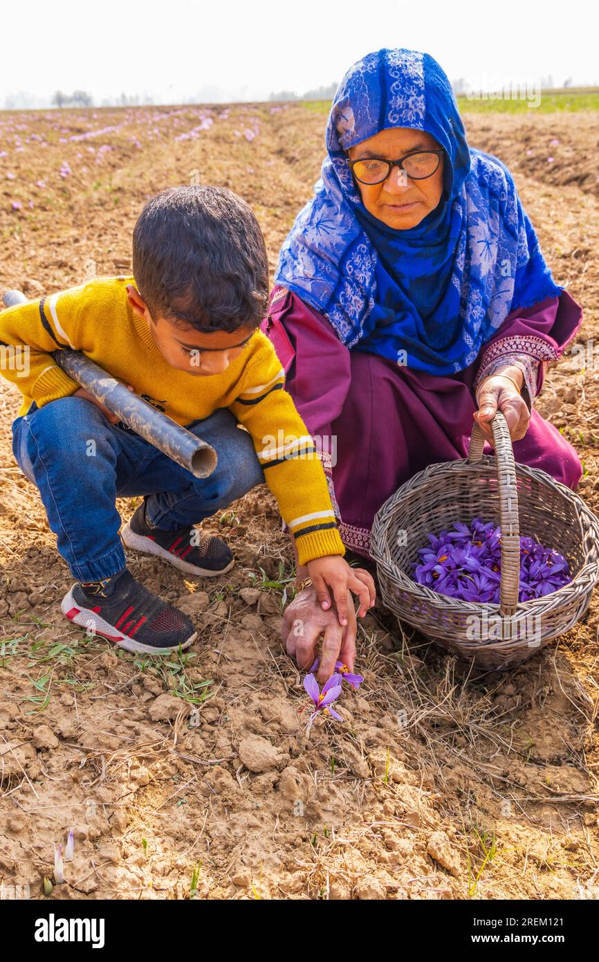 Chanda Haro, Pampore, Jammu and Kashmir, India. October 29, 2022 ...