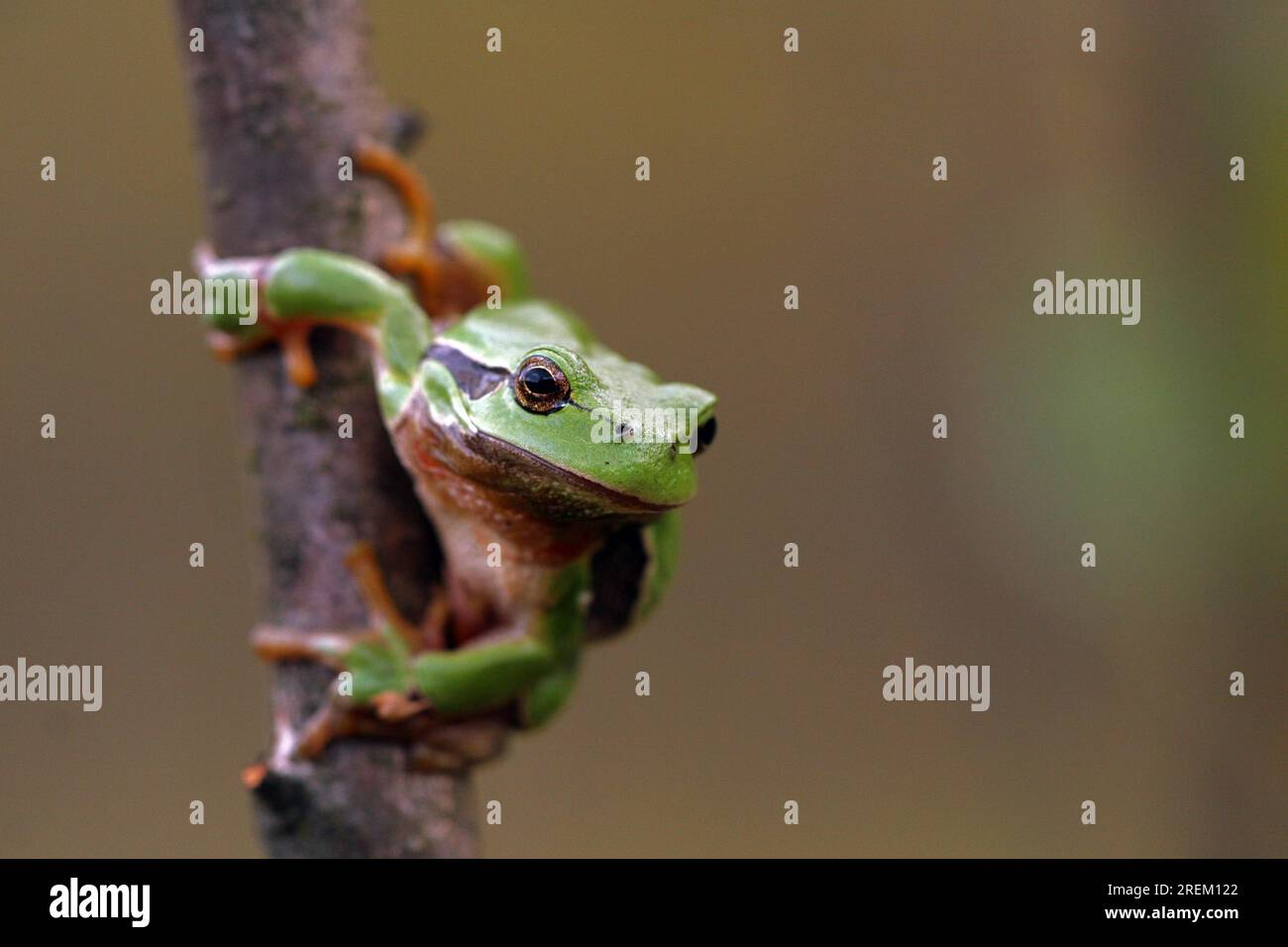 The Weather Prophet Stock Photo Alamy