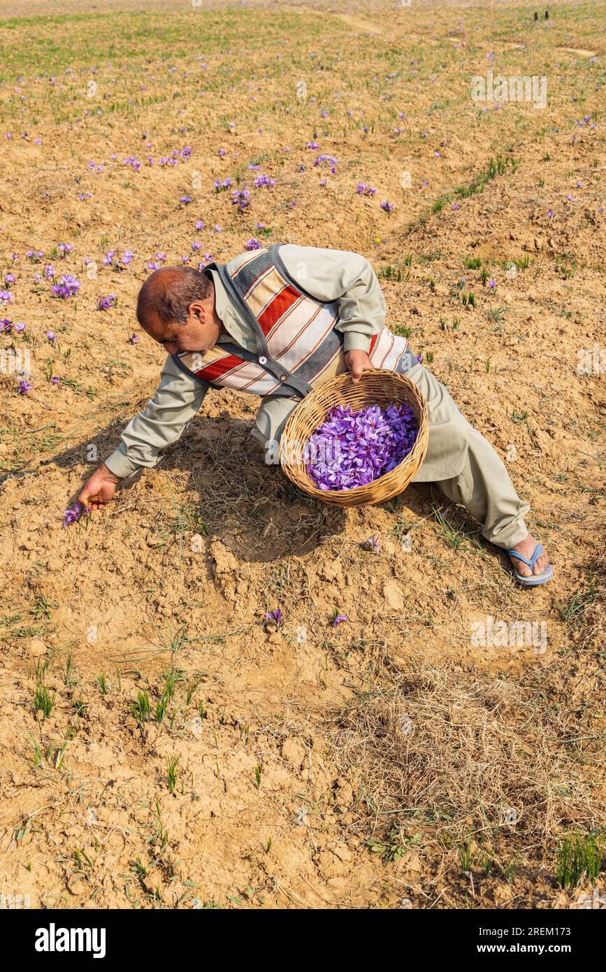 Chanda Haro, Pampore, Jammu and Kashmir, India. October 29, 2022. Harvesting saffron crocus flowers in a field in Jammu and Kashmir. Stock Photo