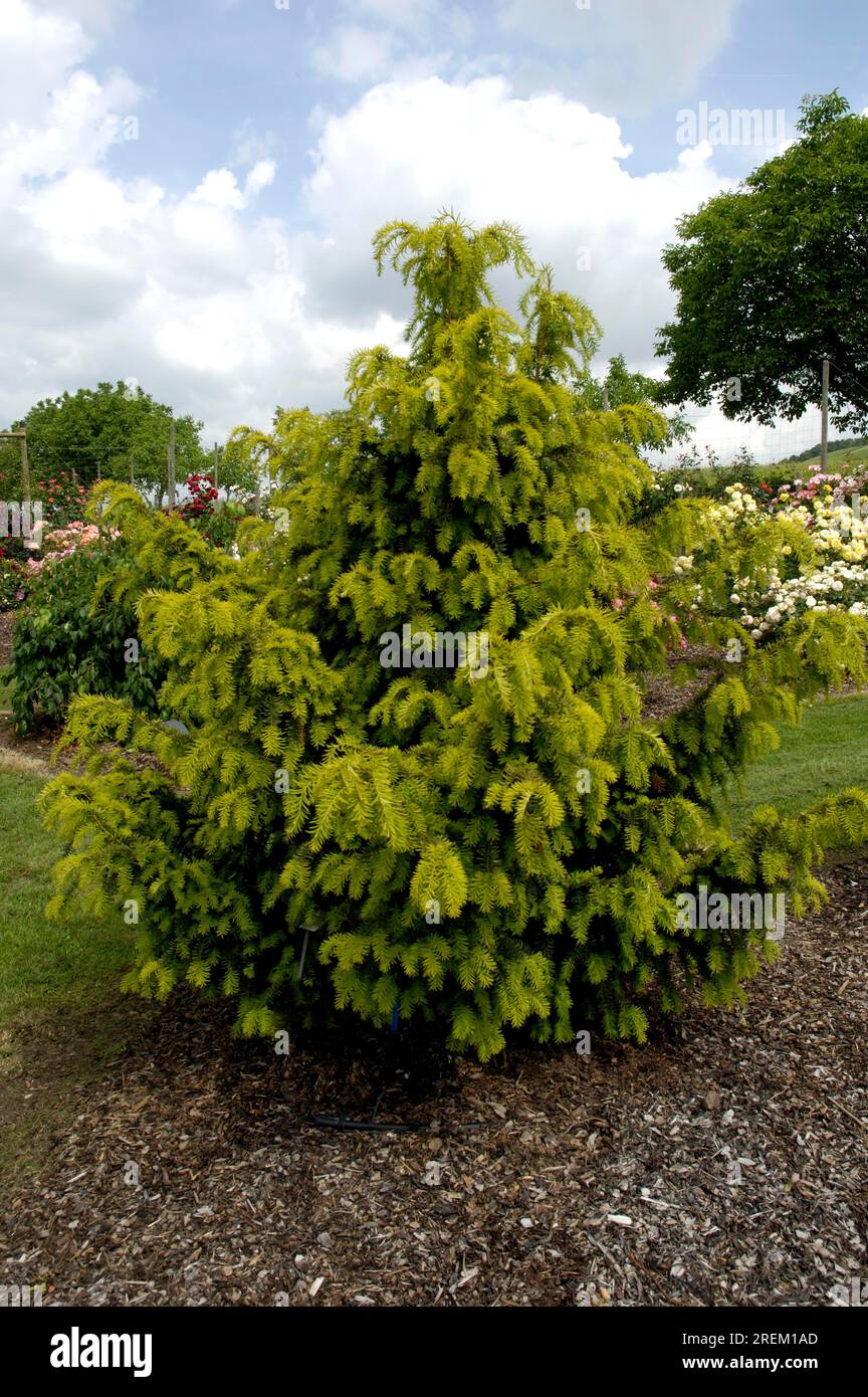 English yew (Taxus baccata) 'Dovastoniana Aurea', English yew, yew family (Taxaceae) Stock Photo