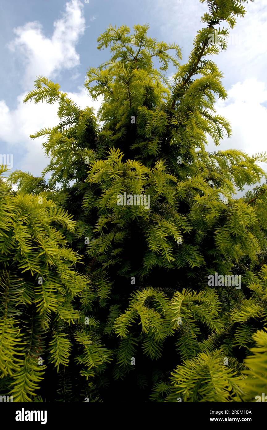 English yew (Taxus baccata) 'Dovastoniana Aurea', English yew, yew family (Taxaceae) Stock Photo