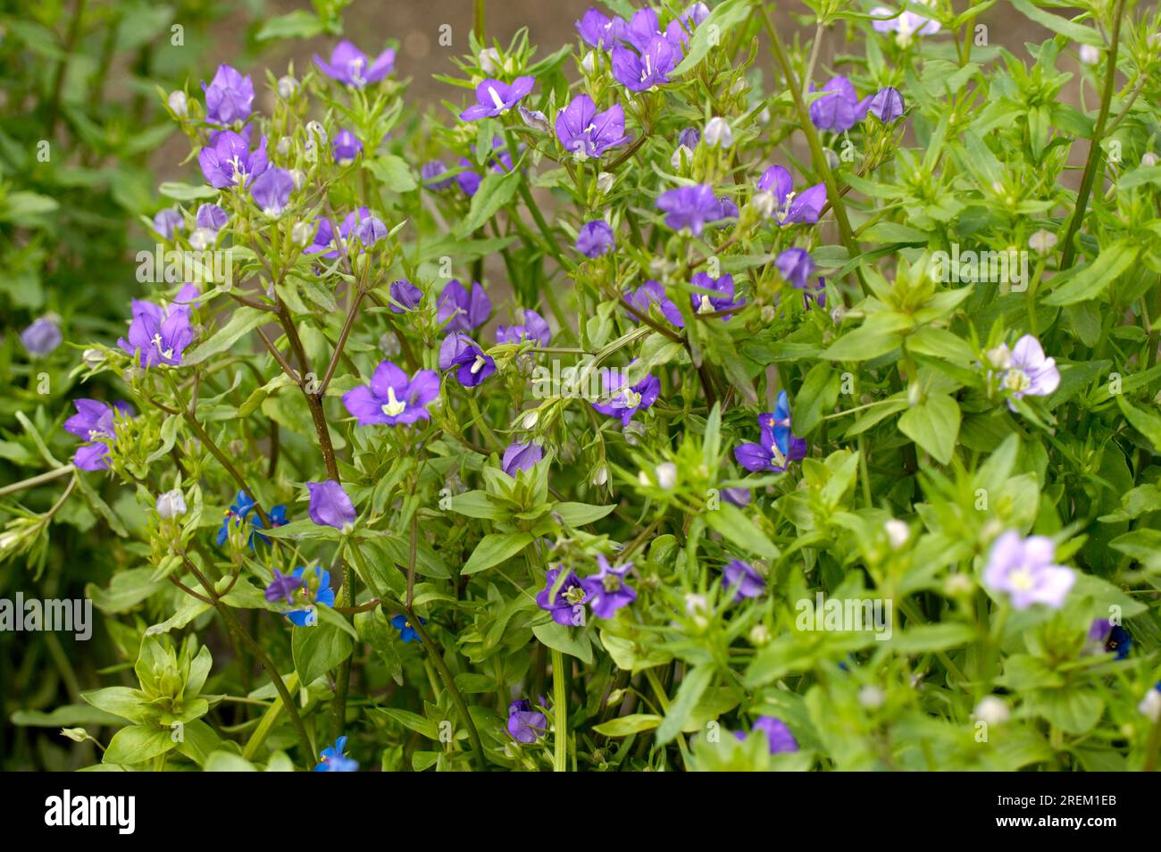 Legousia speculum-veneris (Legousia speculum-veneris) Stock Photo