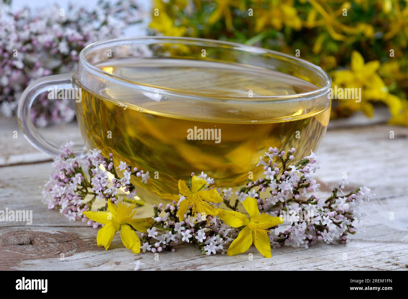 Cup of tea with valerian and St. John's wort (Valeriana officinalis