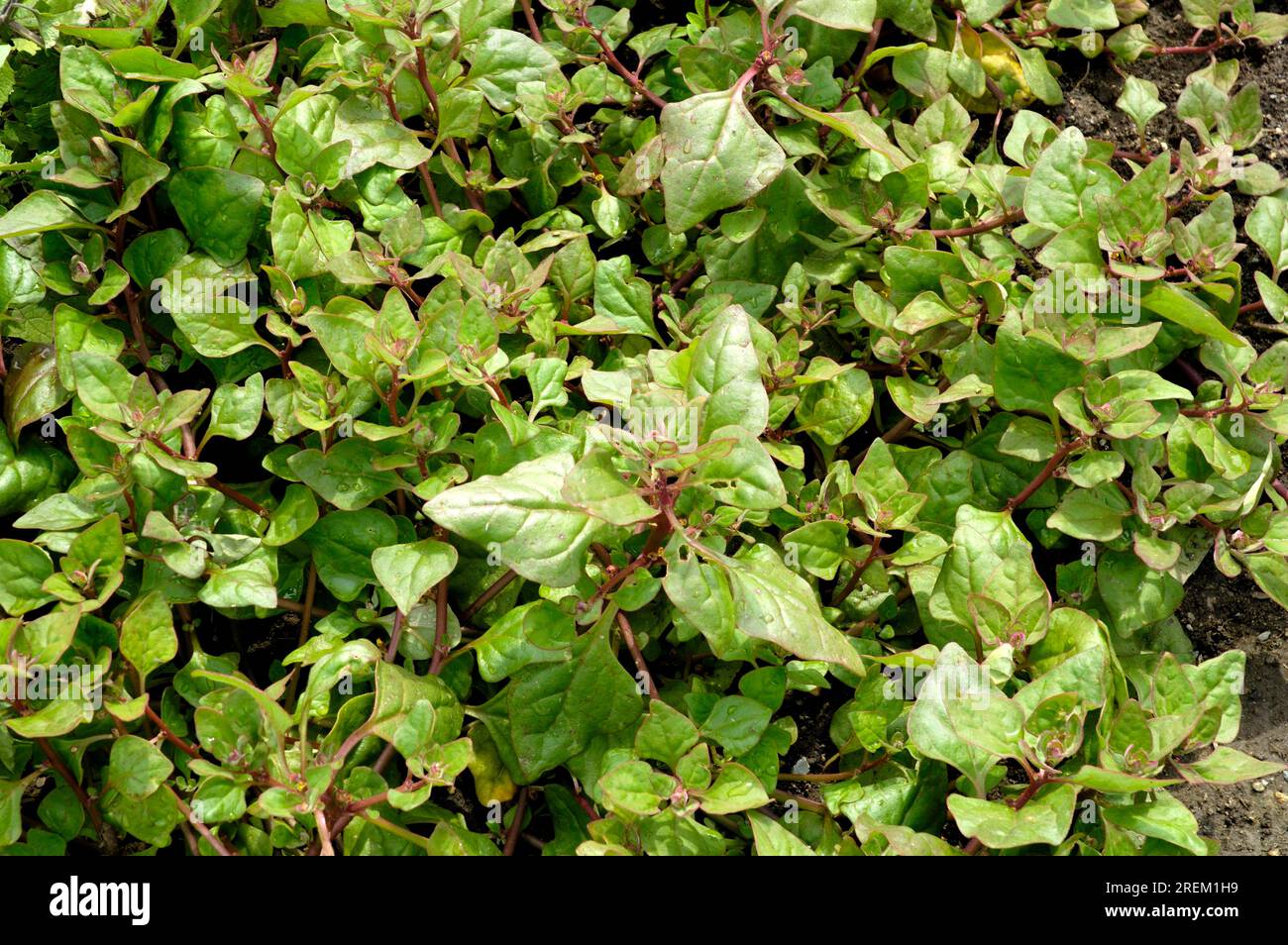 New Zealand spinach, New Zealand spinach, New Zealand spinach (Tetragonia tetragonioides) Stock Photo