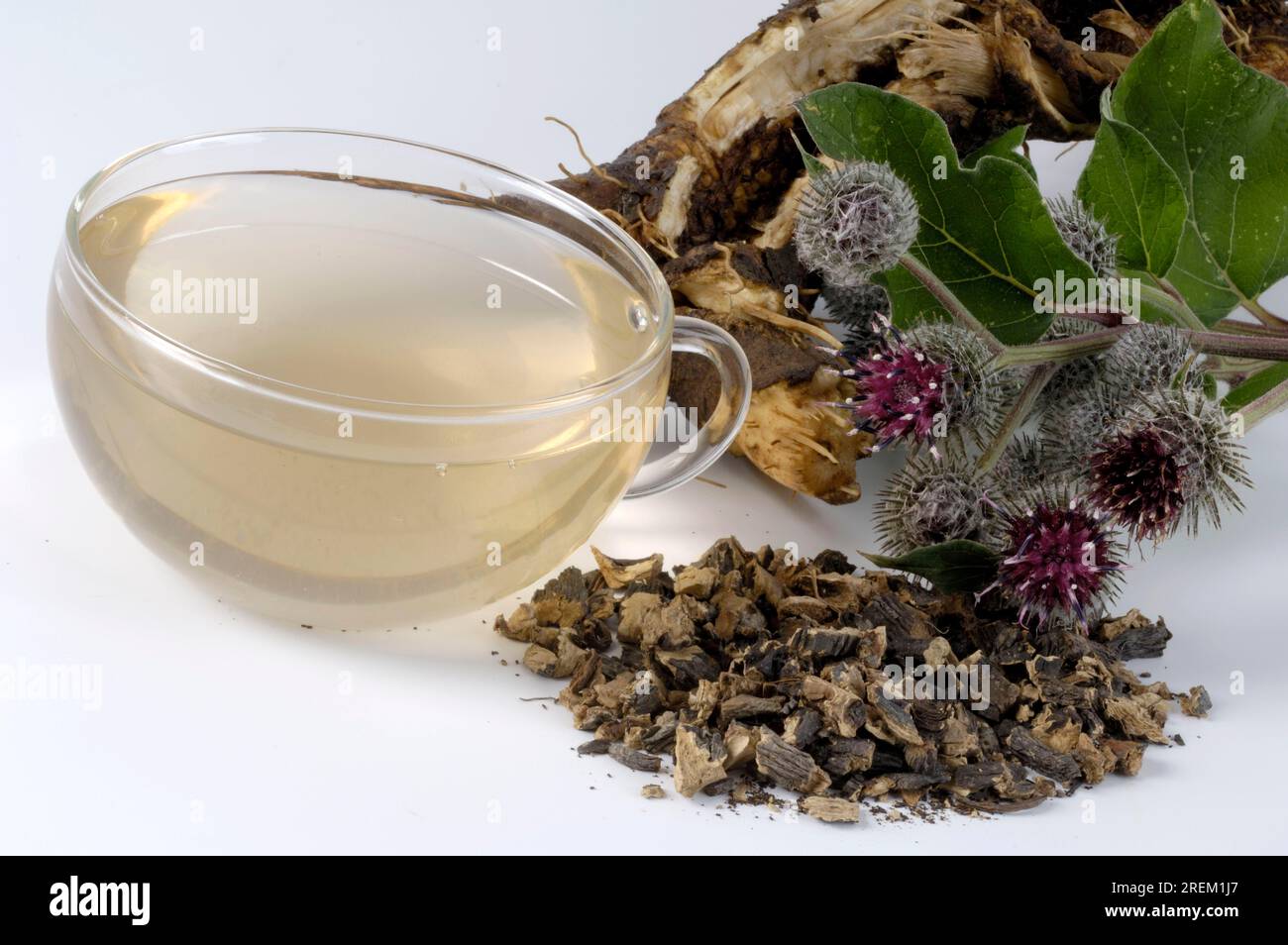 Greater burdock (Arctium lappa), burdock tea cup, burdock tea Stock