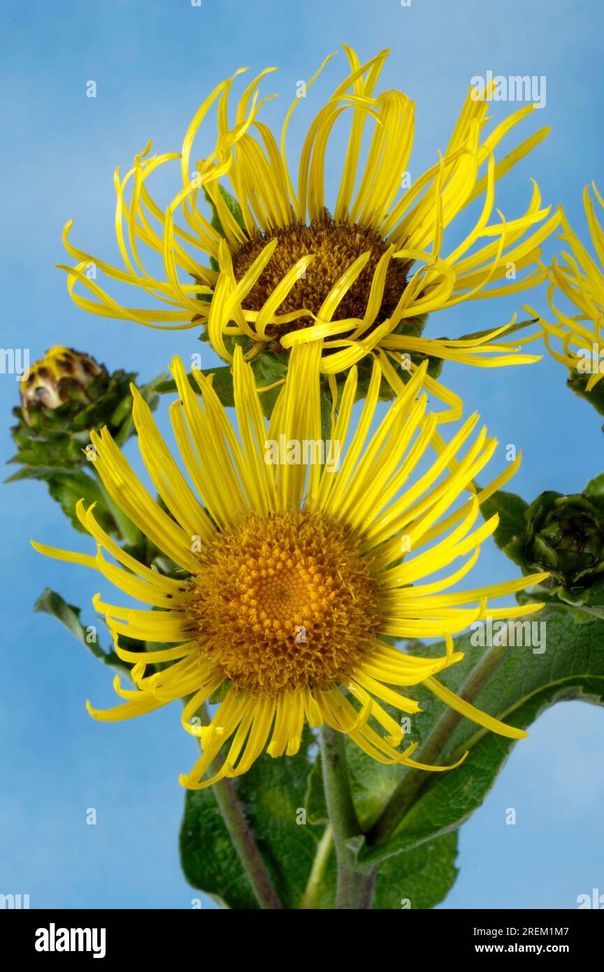 Elfflower (Inula helenium) Stock Photo