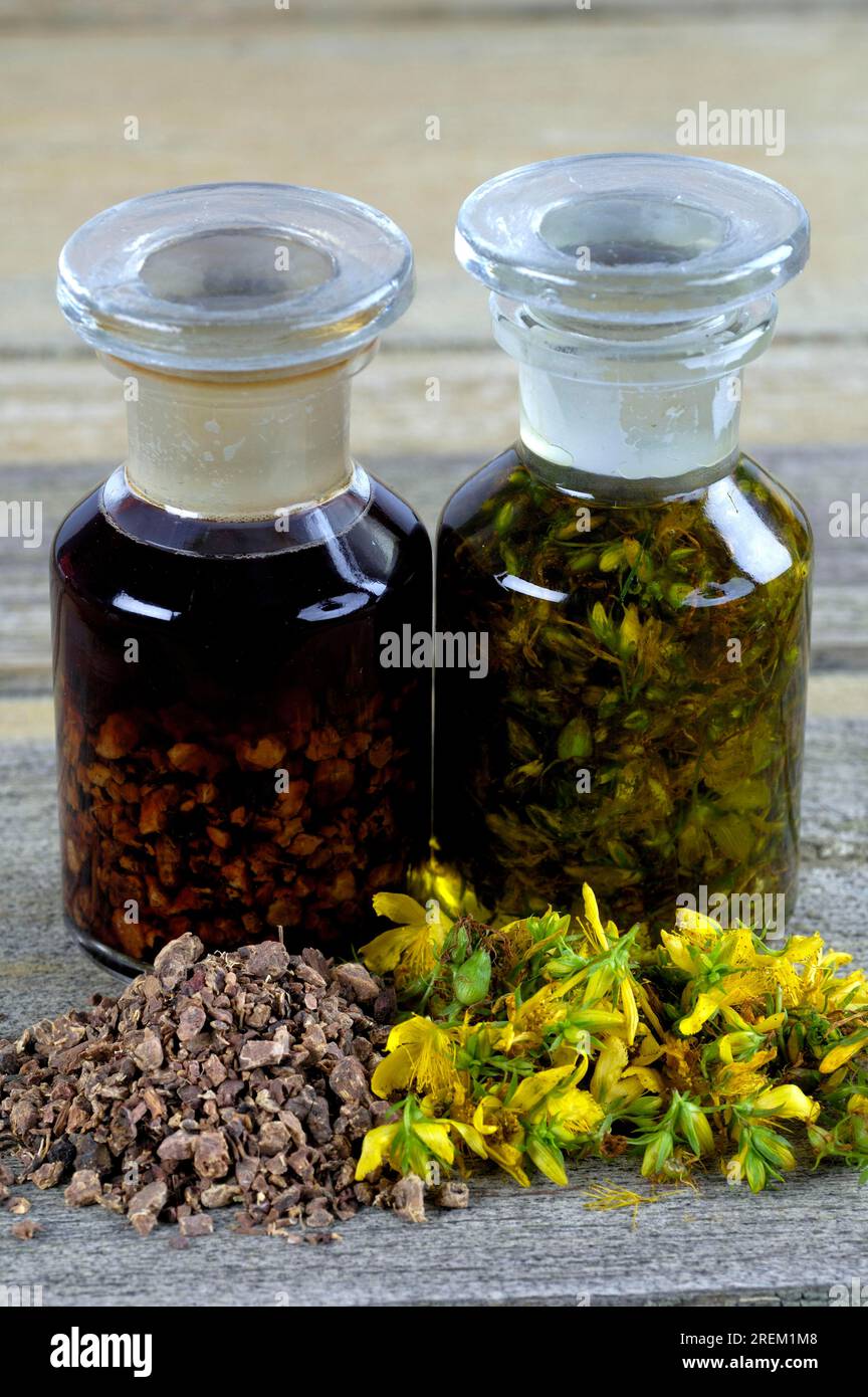 Various tinctures, bloodroot and St. John's wort, bloodroot tincture, St. John's wort tincture Stock Photo