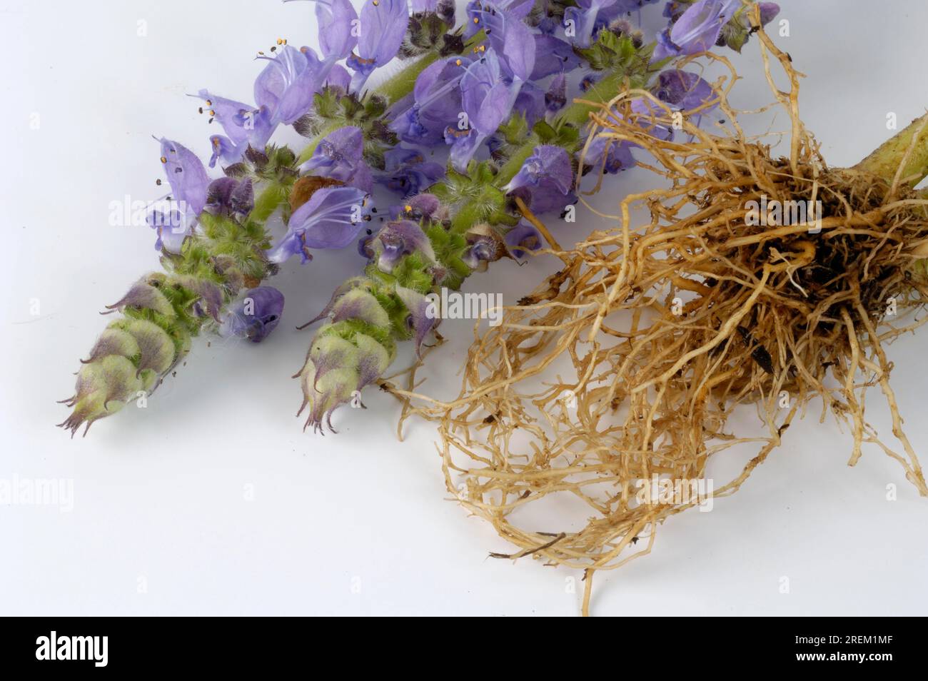 Makandi Makandi root (Coleus forskholii Stock Photo - Alamy