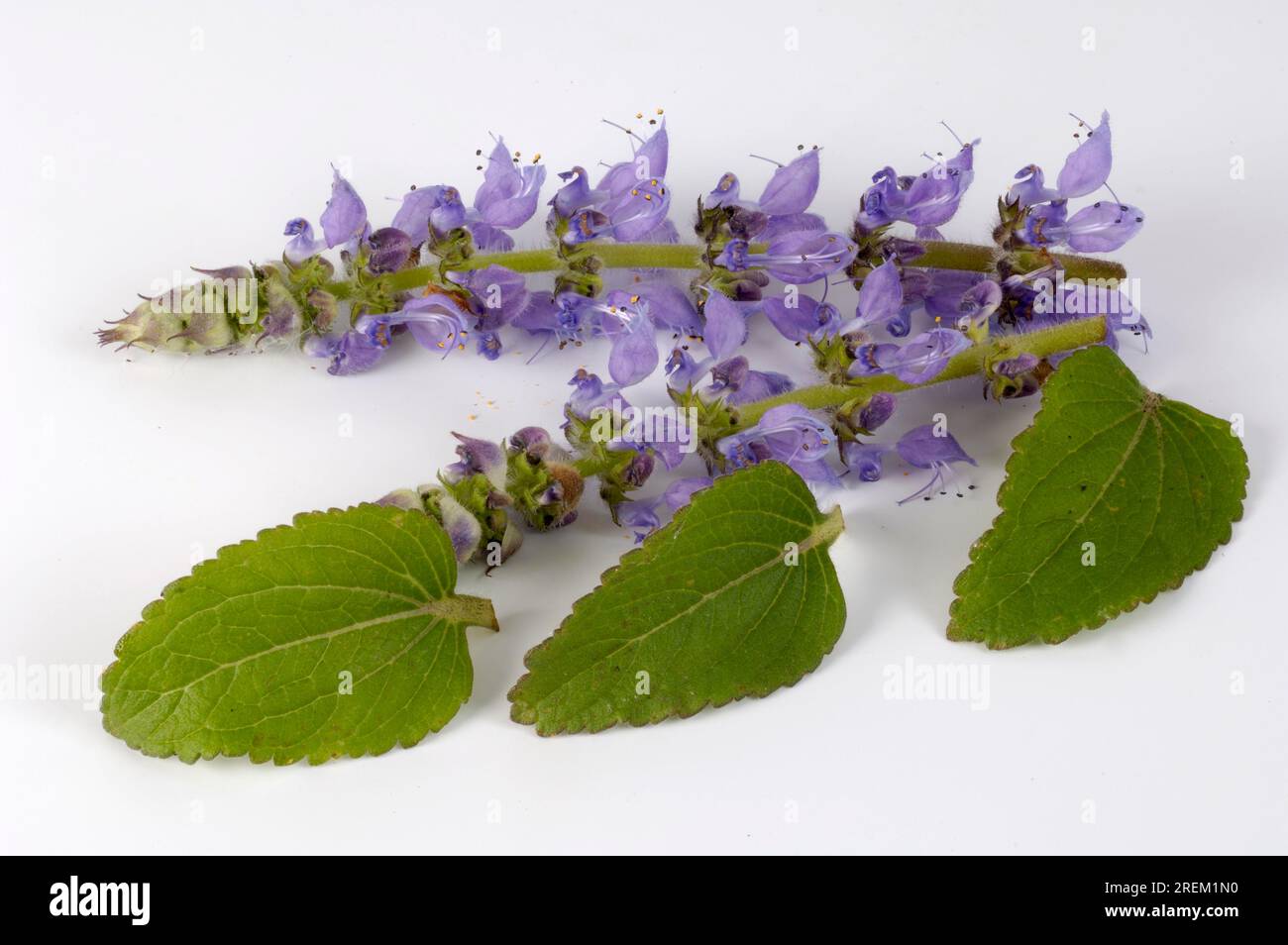 Makandi Makandi (Coleus forskholii Stock Photo - Alamy