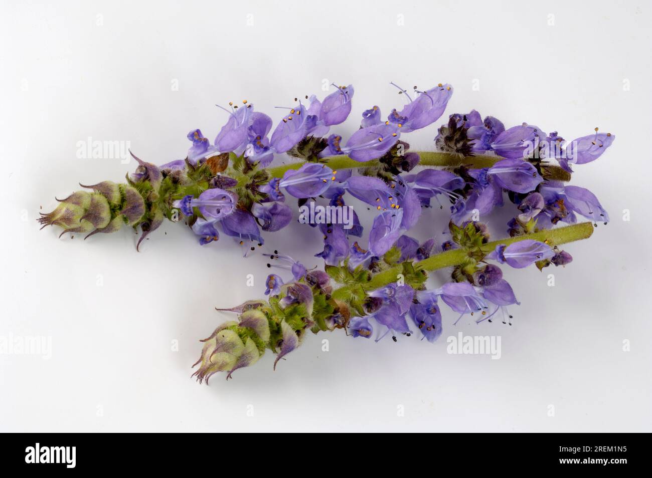 Makandi Makandi (Coleus forskholii Stock Photo - Alamy